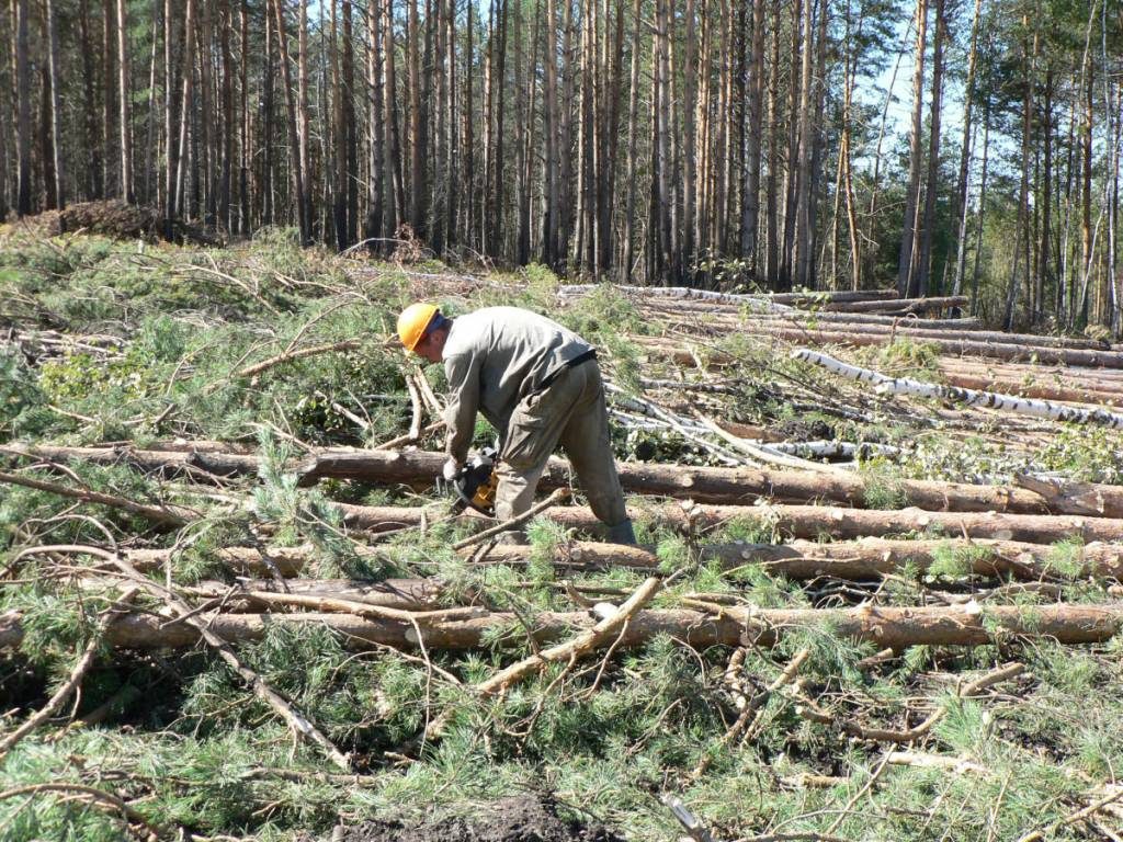 ЛЕСНЫЕ НАСАЖДЕНИЯ НА ТЕРРИТОРИИ ДЮРТЮЛИНСКОГО РАЙОНА ВЫСТАВЛЕНЫ НА АУКЦИОН