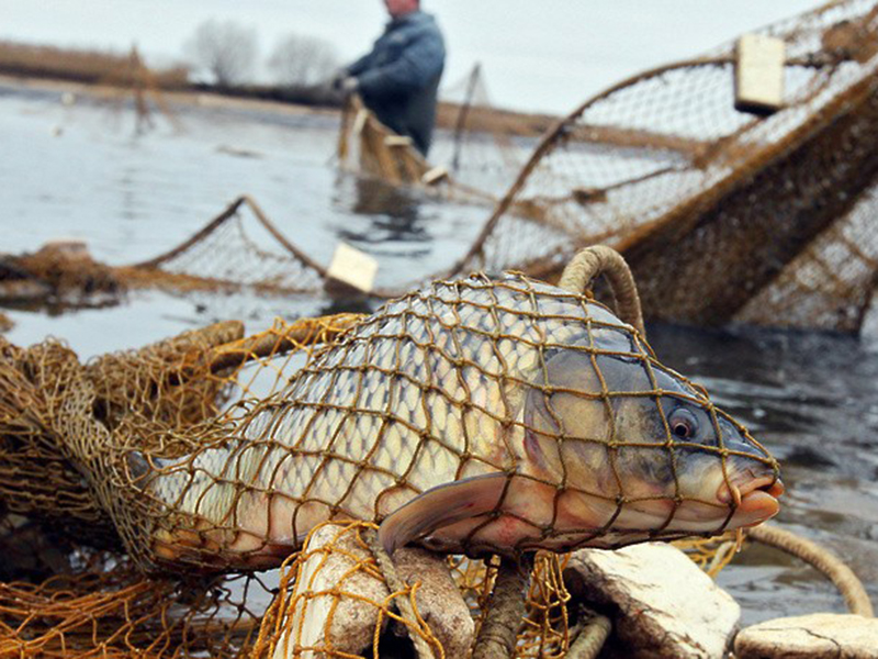 В ДЮРТЮЛИНСКОМ РАЙОНЕ ПОЛИЦЕЙСКИЕ ВЫЯВИЛИ ФАКТ НЕЗАКОННОЙ ДОБЫЧИ ВОДНЫХ БИОРЕСУРСОВ